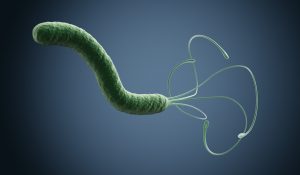 Helicobacter pylori Keim